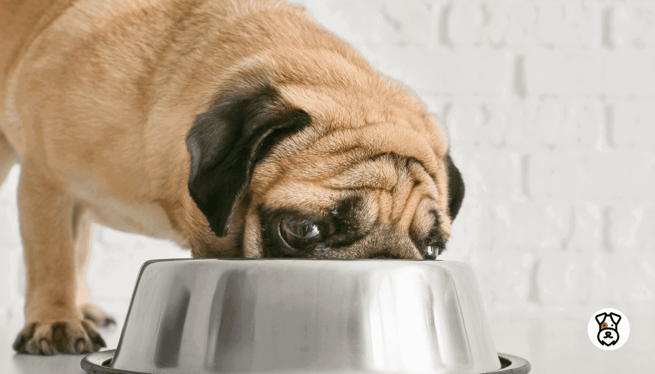 Pug dog food list best sale