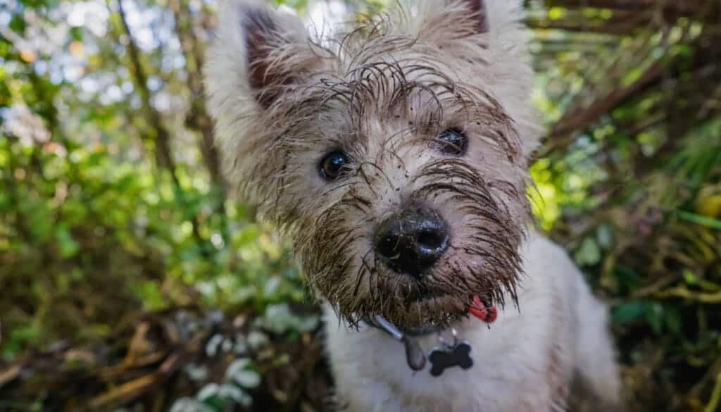 best-repellent-to-stop-dogs-from-digging