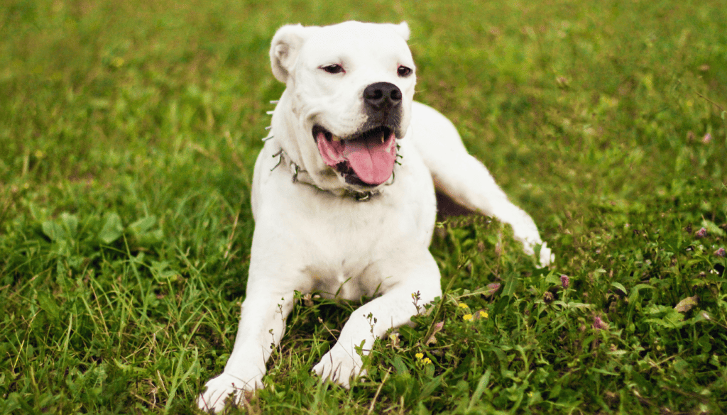 Dogo Argentino Dogo Argentino