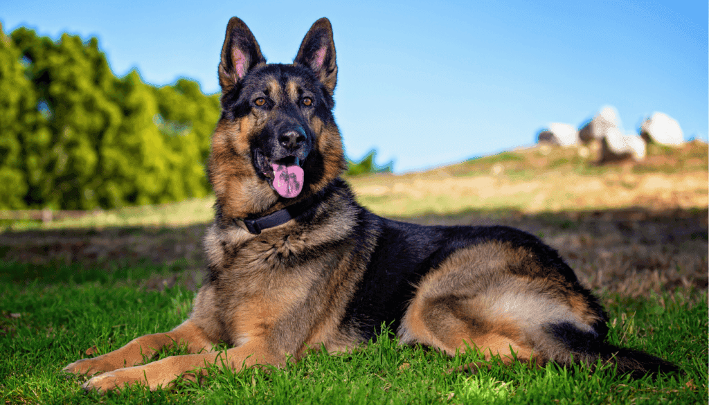 German Shepherd German Shepherd