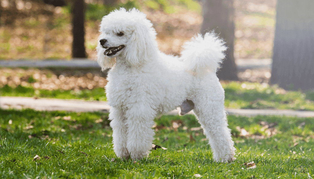 Poodle Poodle
