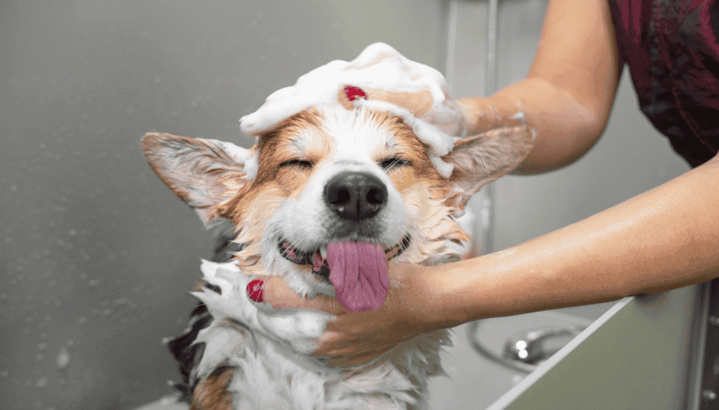 combine all ingredients to make a homemade dog shampoo combine all ingredients to make a homemade dog shampoo