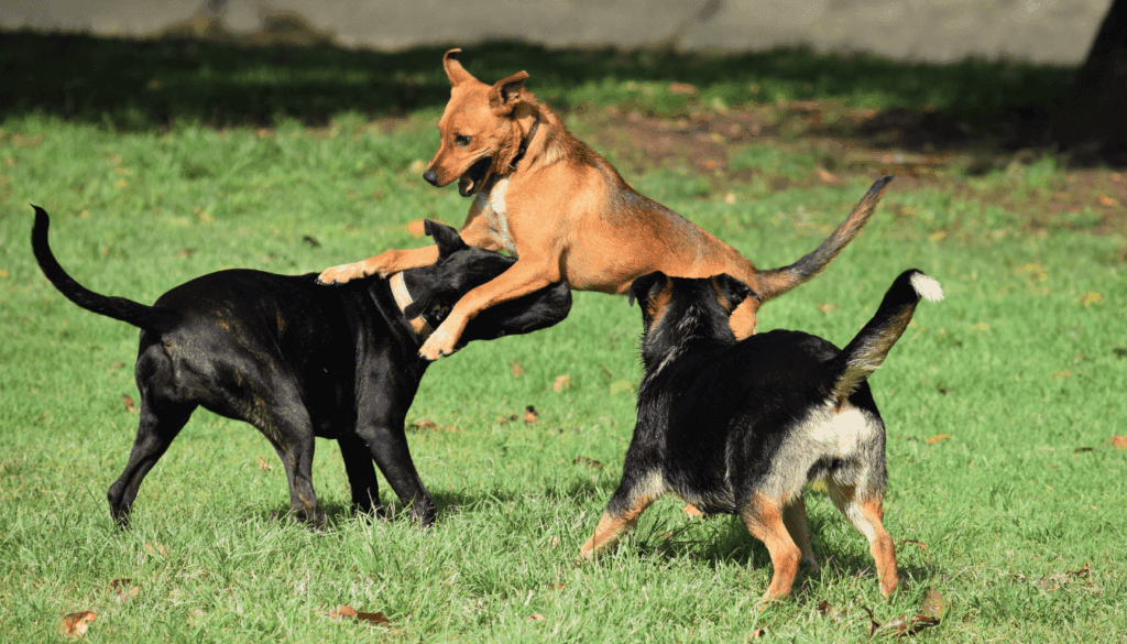 can dogs go into shock after a fight can dogs go into shock after a fight