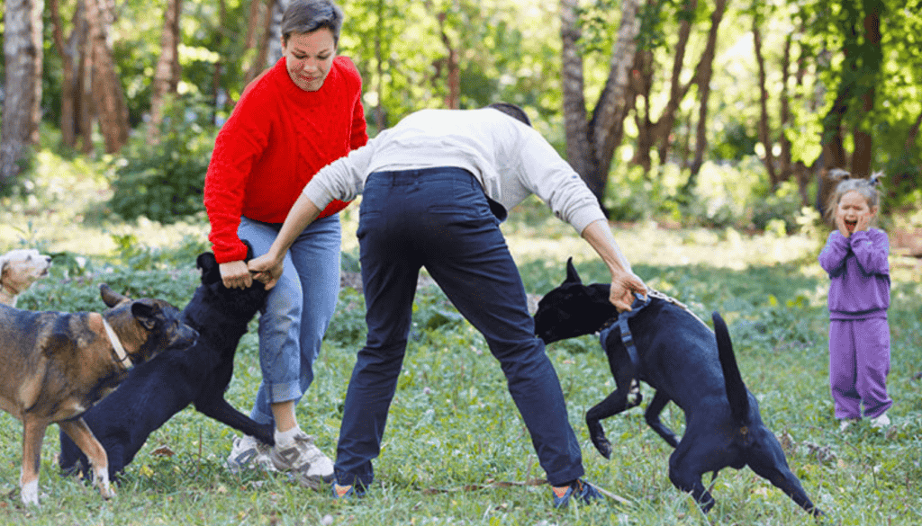 what to do after a dog fight what to do after a dog fight